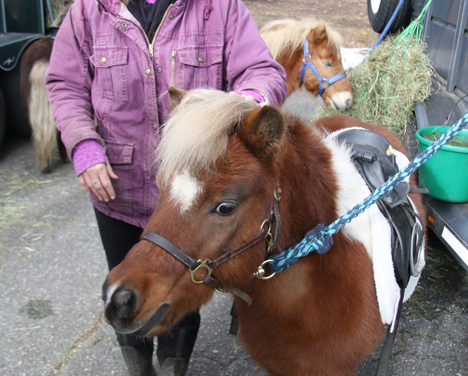 Healing Hoofbeats makes a stop at St. Paul’s