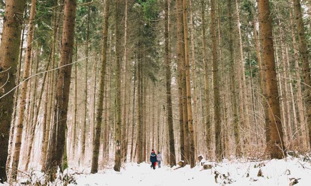 New Year’s Day walk slated at Topsmead