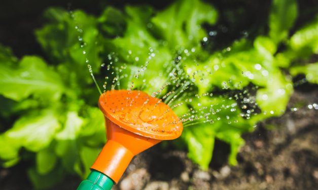 Bove to talk gardening at forum meeting