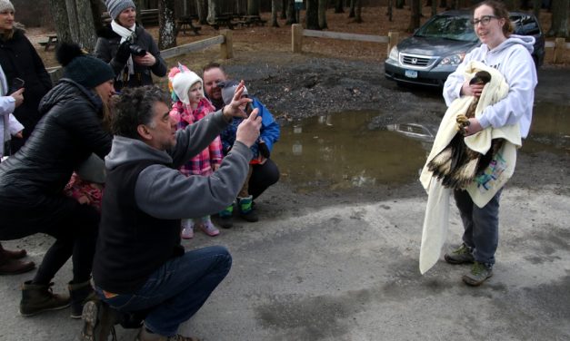 Rehabilitated bald eagle back in the sky