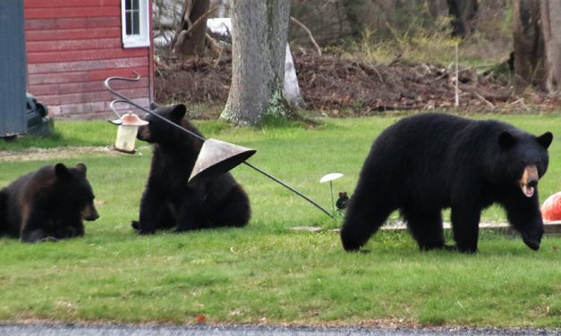 Bears in the mood for food in Bantam