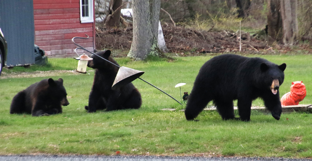 Bears in the mood for food in Bantam