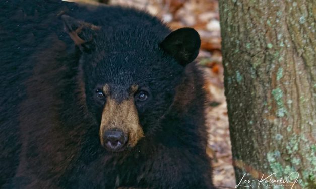 Bear seem to be roaming everywhere