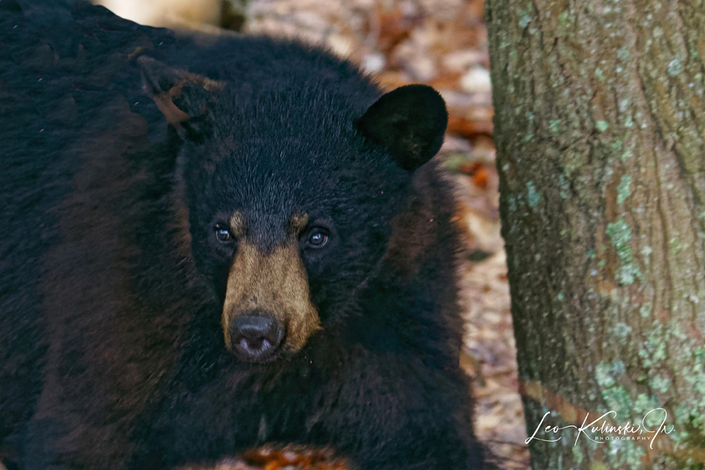 Bear seem to be roaming everywhere