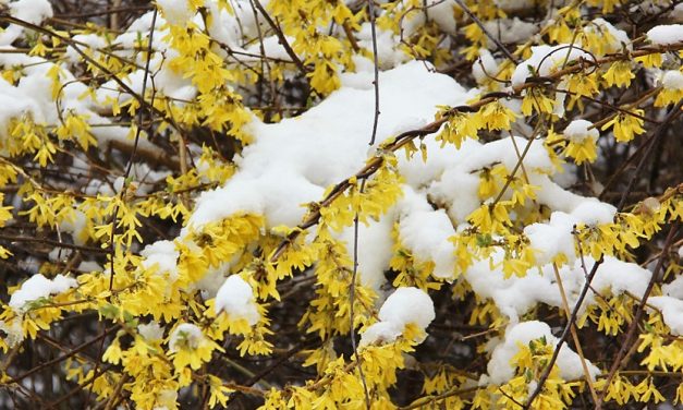 April snowfall covers blossoms in white