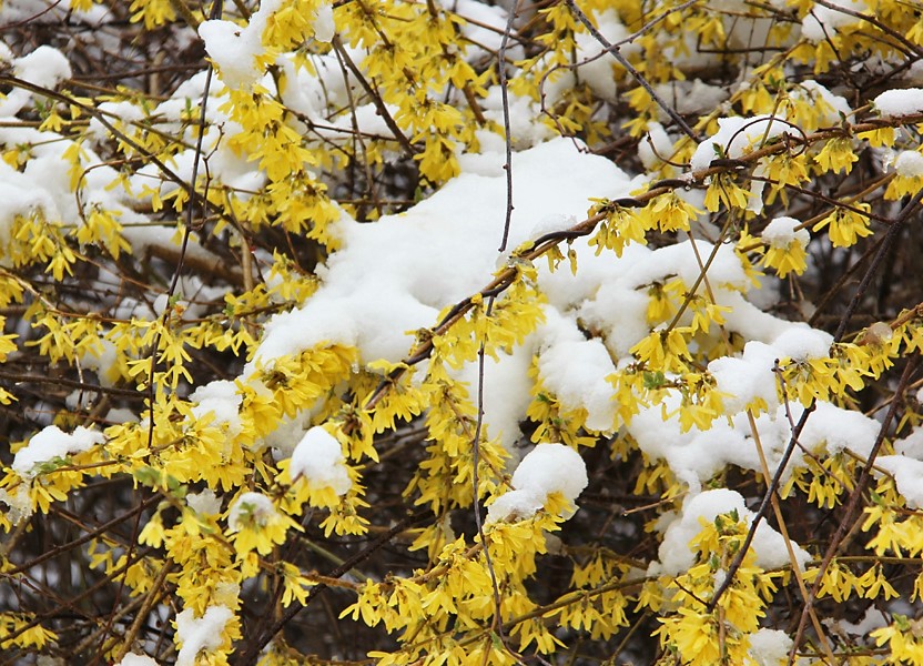 April snowfall covers blossoms in white