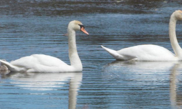 Springtime shows nature at its best