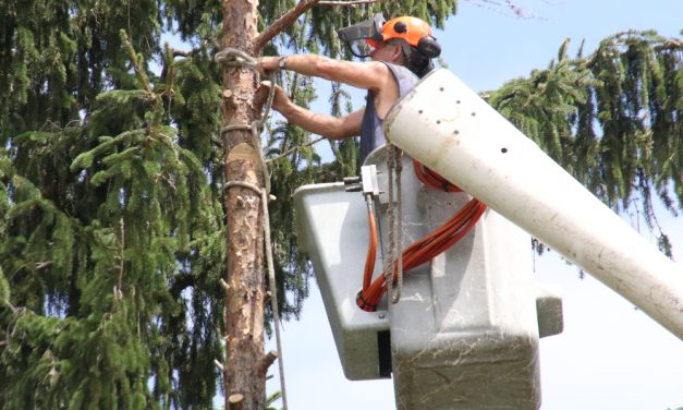 Busy arborist finds time to help Post 27