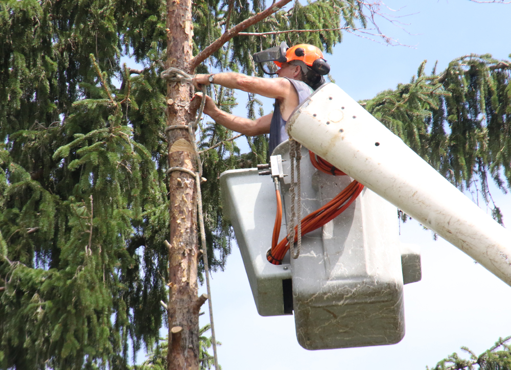 Busy arborist finds time to help Post 27