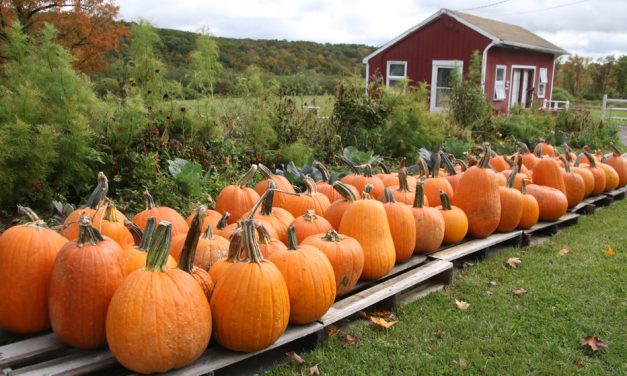 CJR farm market set to open on Saturday
