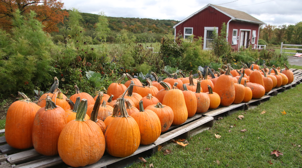 CJR farm market set to open on Saturday