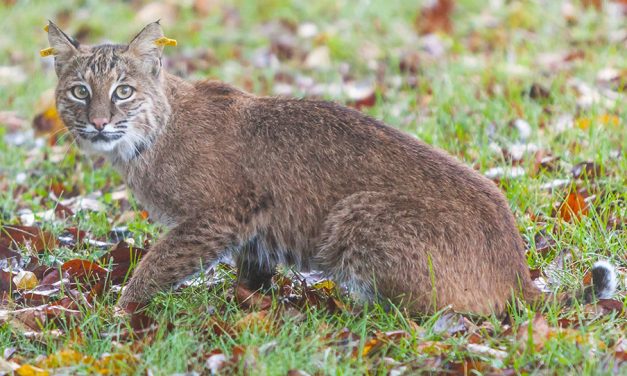 Virtual program on bobcats set for Monday