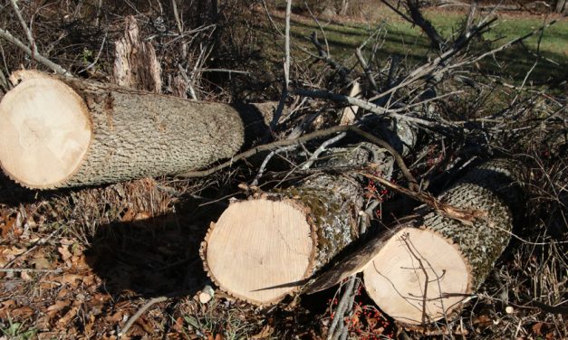 Ash trees being removed in Goshen