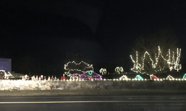 Action Wildlife lit up for Christmas