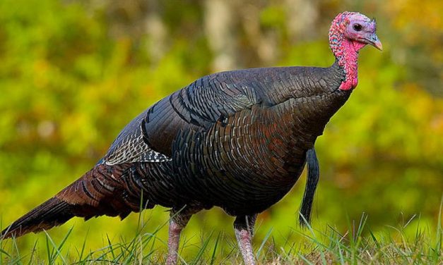 Topsmead to offer virtual program on turkeys