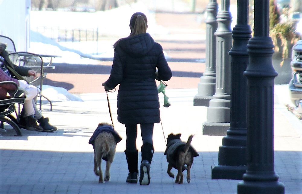 Dog owners face fines for not picking up