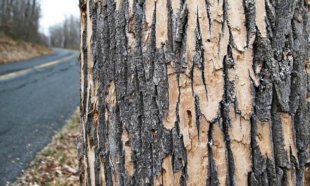 Selectmen’s budget targets tree removal