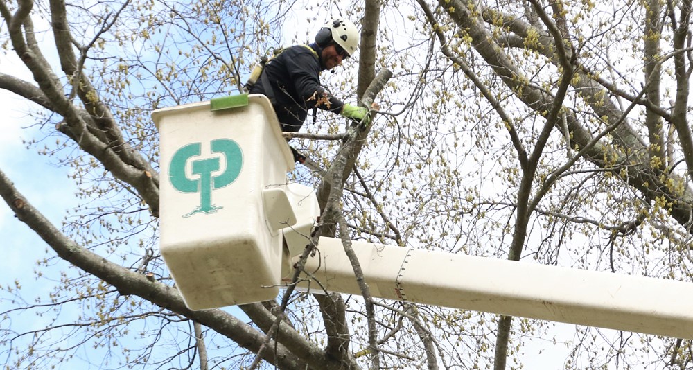Arbor Day maintenance for historic trees