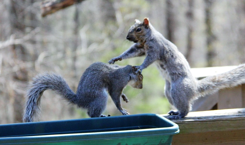 Squirrels at play on Northfield deck