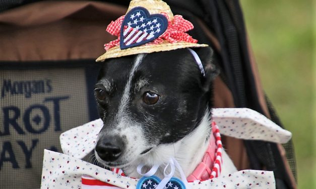 Pets on parade in Tapping Reeve Meadow