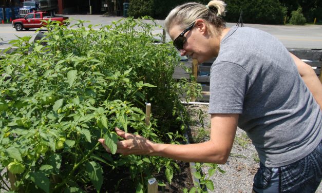 Garden is in bloom at Tilley’s Mockingbird