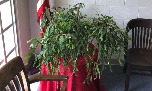 Ageless cactus finds home at Town Hall