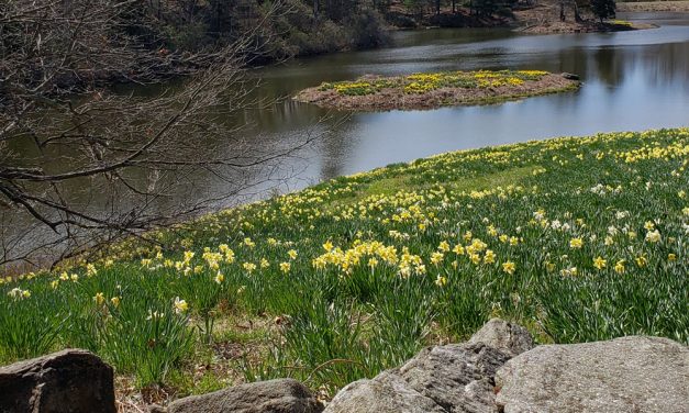 Daffodil field the subject for local artist