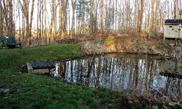 Positively speaking: A walk in Boyd Woods