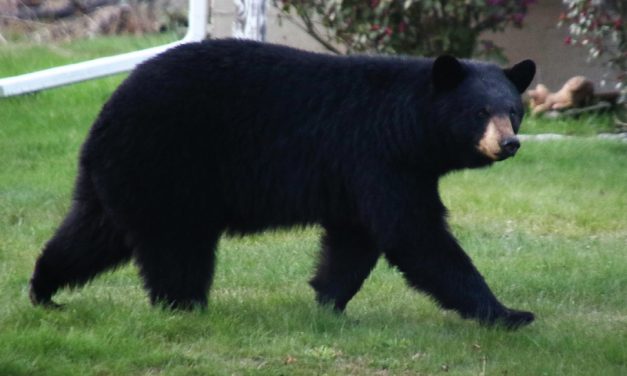 Bear prep program scheduled in Goshen