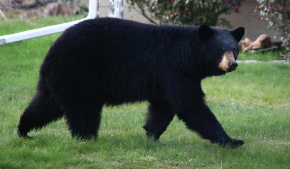 Necropsy shows Morris bear was not rabid