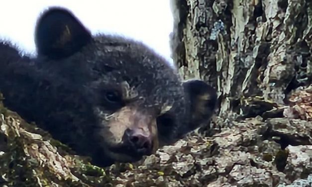 Cub rescued from North Street tree