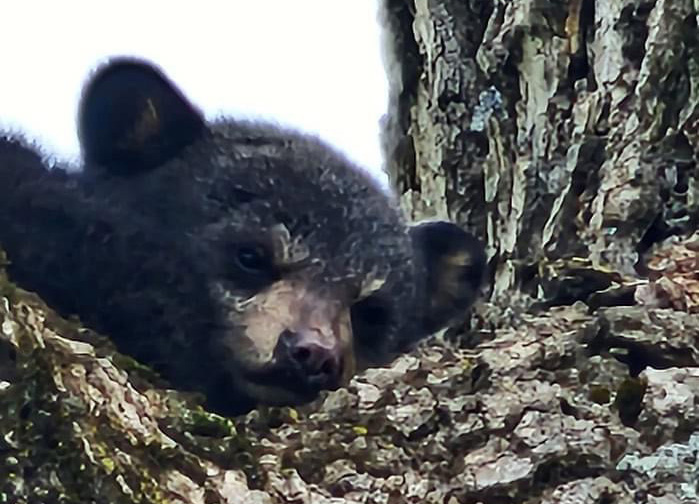 Cub rescued from North Street tree