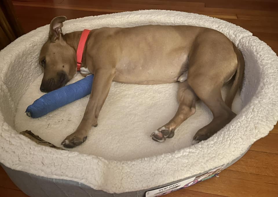 Dog surviving tower leap called “miracle”