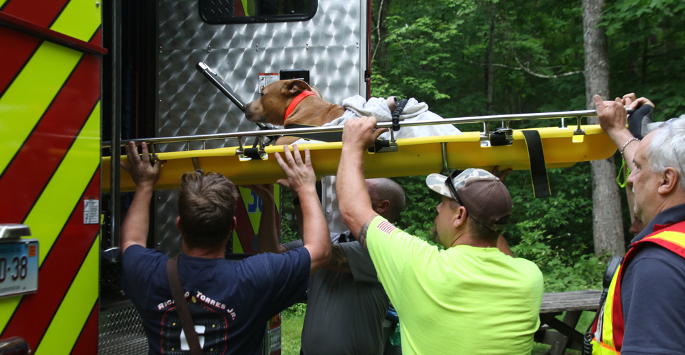 Dog survives fall from Mount Tom tower