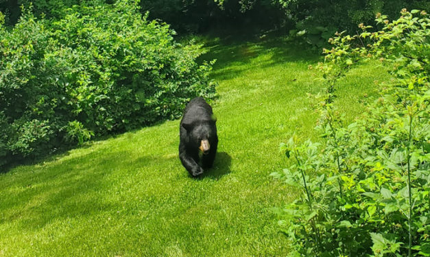Bear maims man, dog on Baldwin Hill Road