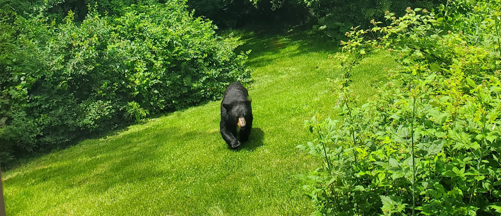 Bear maims man, dog on Baldwin Hill Road