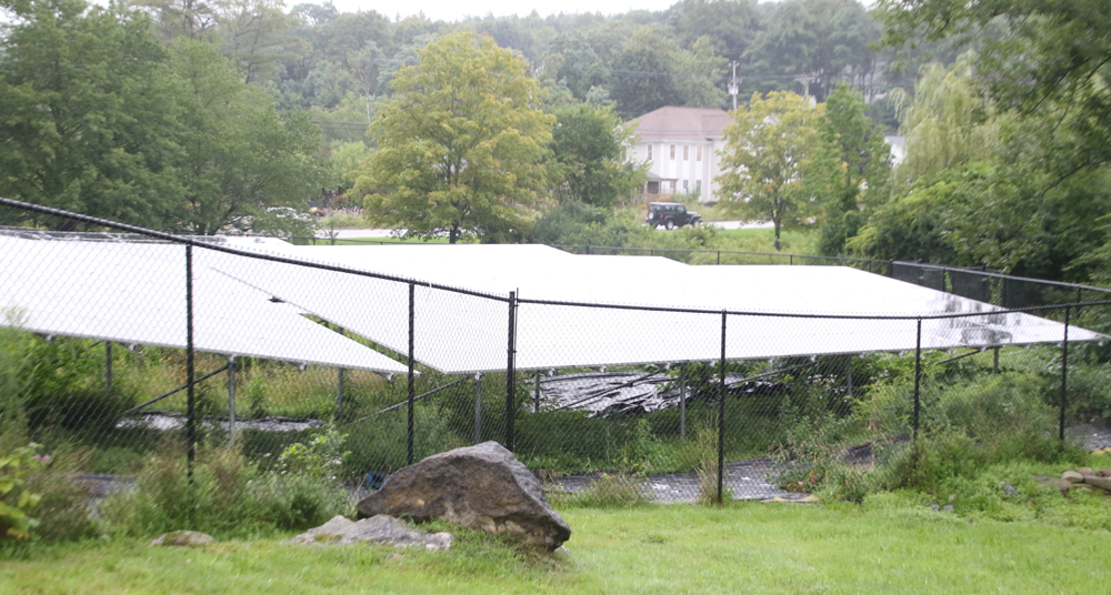 New plantings to screen solar panels