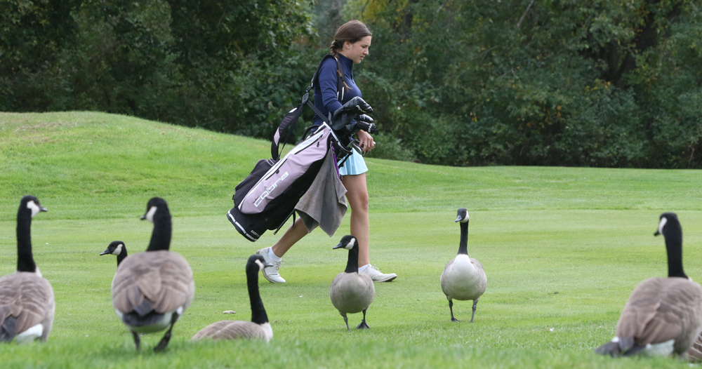 Litchfield golfers take control of BL race