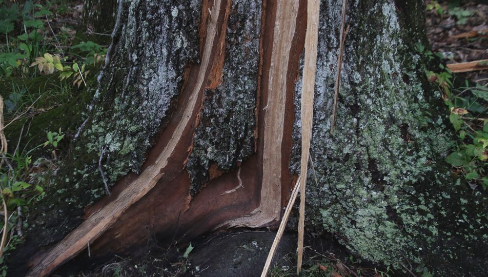 Lightning strikes tree on Cathole Road