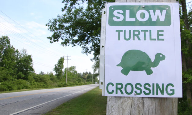 Warning signs up: Turtles are crossing