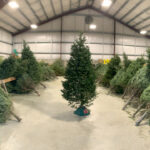 BFC to host tree sale, Holiday Hoopla