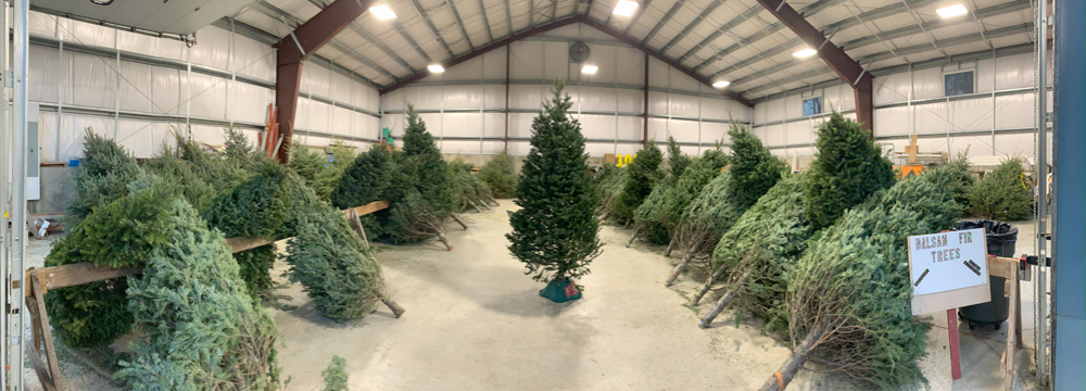 BFC to host tree sale, Holiday Hoopla