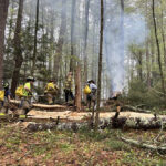 Lightning strikes tree in White Memorial