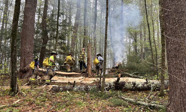 Lightning strikes tree in White Memorial