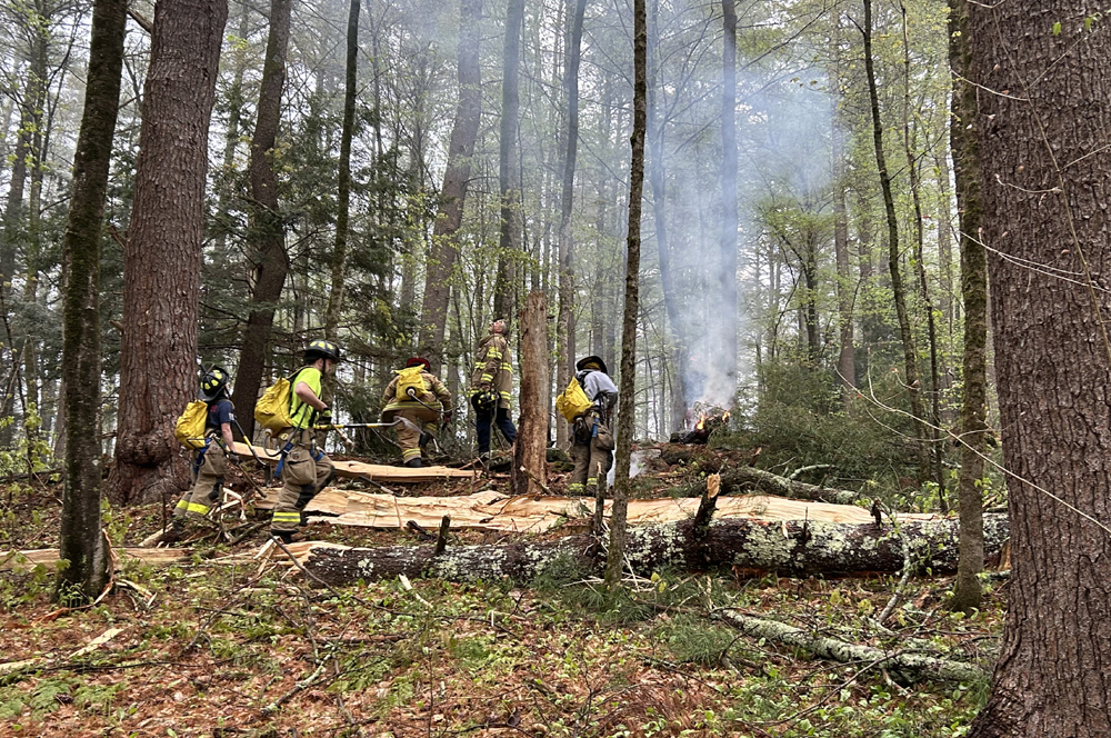 Lightning strikes tree in White Memorial