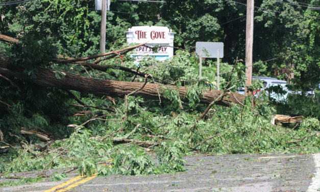 Fallen trees close section of Route 202