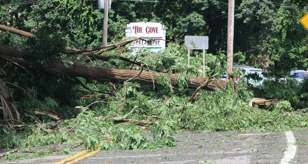 Fallen trees close section of Route 202