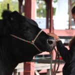 4-H youth kick off summer fair season