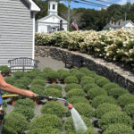 BZ Spotlight: Brierwood Nursery turns 50