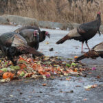 Turkeys happy participants in recycling effort